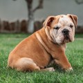 Understanding the Physical Appearance and Features of English Bulldog Puppies