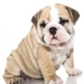 Are english bulldogs good indoor dogs?