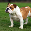 The Fascinating Origins of the English Bulldog Breed