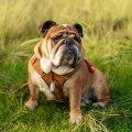 Is an english bulldog a good dog?