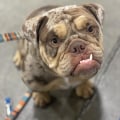 Are english bulldogs hard to house train?