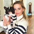 Celebrity Bulldog Owners: Famous Faces and their Beloved Bulldogs