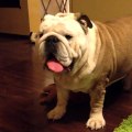 Do english bulldogs bark a lot?