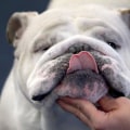 Bulldogs in Film, TV, and Literature: A Look into the World of English Bulldogs