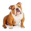 How much does a english bulldog puppy cost?