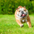 Understanding the Temperament and Personality Traits of English Bulldog Puppies