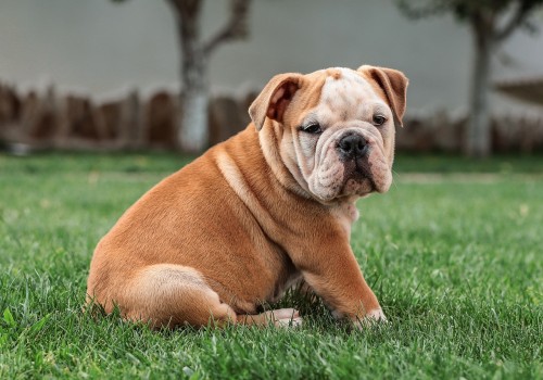 Understanding the Physical Appearance and Features of English Bulldog Puppies