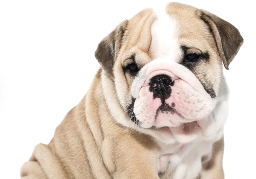 Are english bulldogs good indoor dogs?