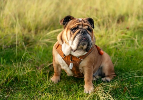 Is an english bulldog a good dog?