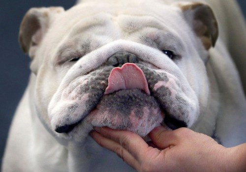 Bulldogs in Film, TV, and Literature: A Look into the World of English Bulldogs