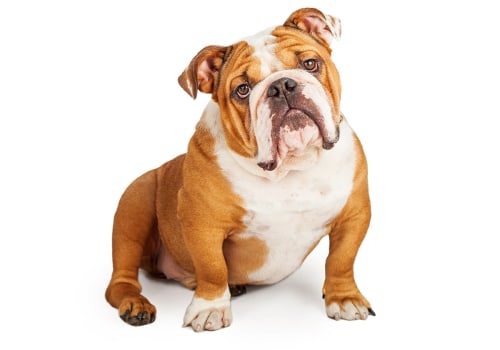 How much does a english bulldog puppy cost?