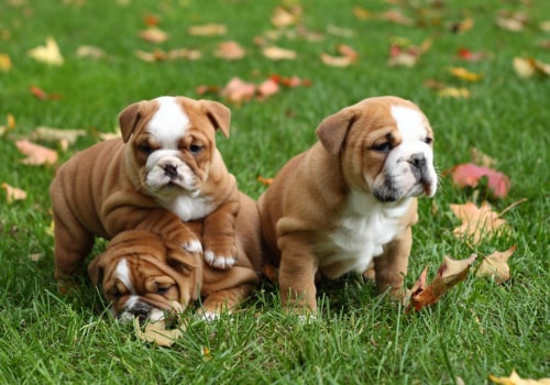 Understanding the Temperament and Personality Traits of English Bulldog Puppies