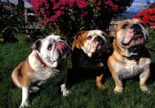 Exploring the Role of English Bulldogs in Society and Popular Culture